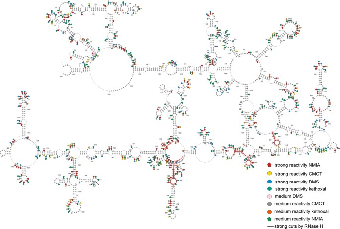 Influenza virus segment 5 (+)RNA - secondary structure and ... venn diagram in nature 