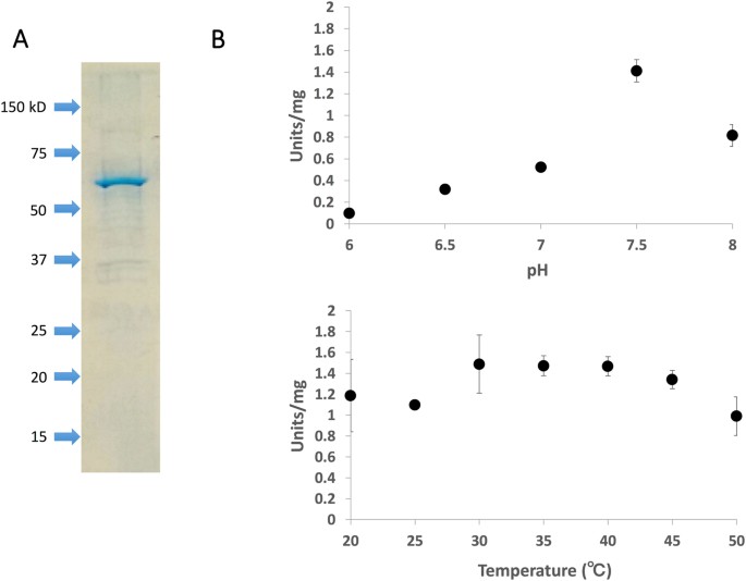 Substrate specificity and allosteric regulation of a d-lactate dehydrogenase from a unicellular cyanobacterium are altered by an amino acid substituti
