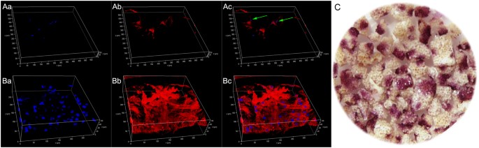 A Novel Cytotherapy Device For Rapid Screening Enriching And Combining 