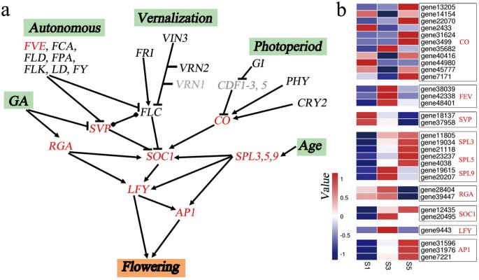 Genome-wide transcriptome analysis reveals molecular pathways involved in  leafy head formation of Chinese cabbage (Brassica rapa)