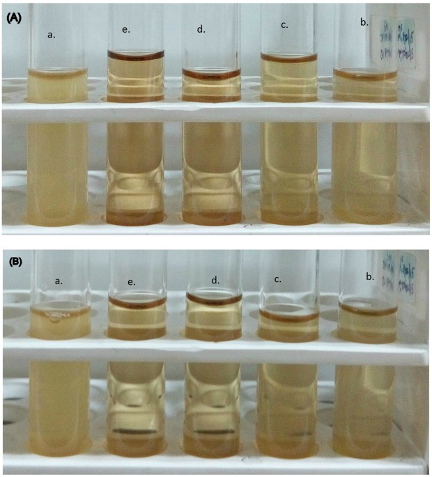 medicinal plant leaf extract and pure flavonoid mediated green figure 12