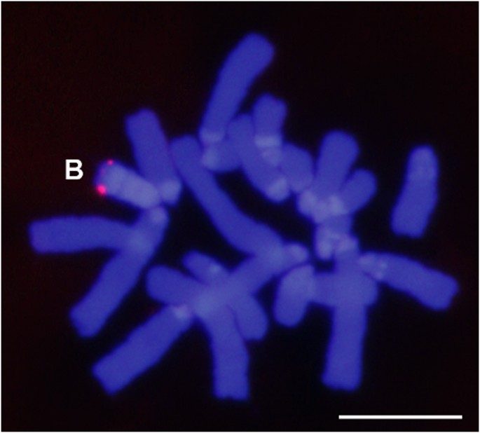 Transcription Of A B Chromosome Cap G Pseudogene Does Not Influence Normal Condensin Complex Genes In A Grasshopper Scientific Reports