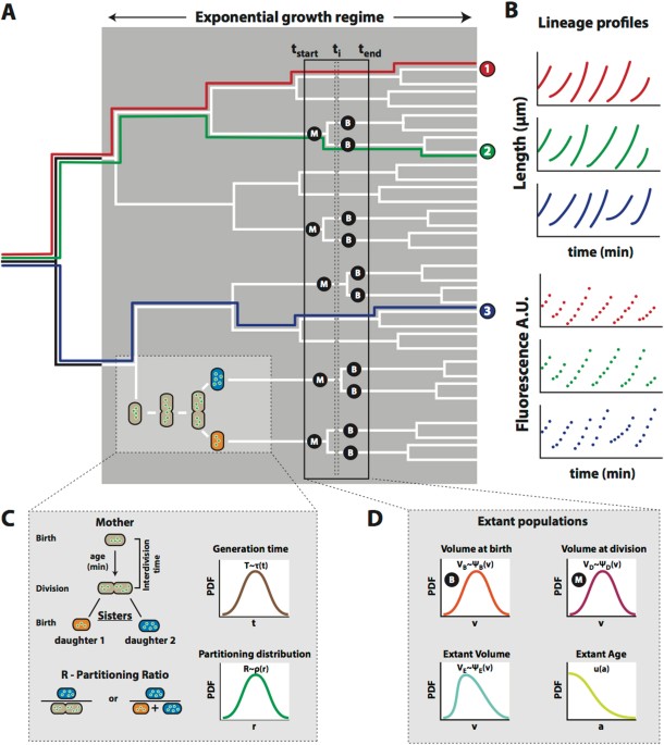 Statistics And Simulation Of Growth Of Single Bacterial Cells Illustrations With B Subtilis And E Coli Scientific Reports