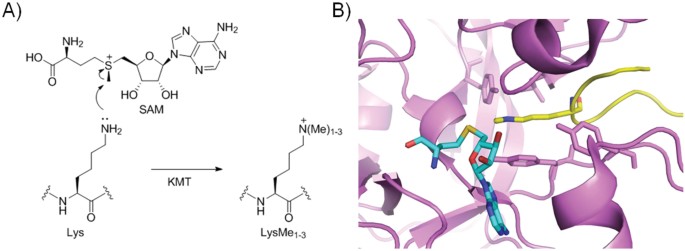 lysine possesses the optimal chain length for histone lysine lysine structure