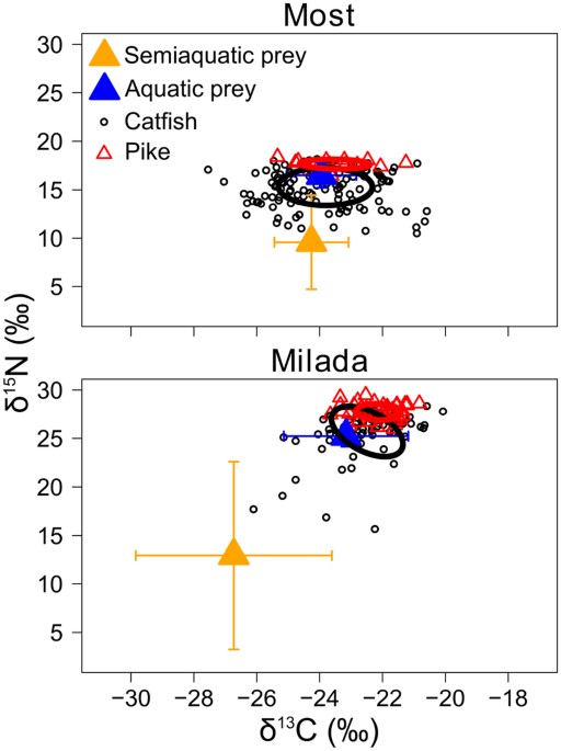 European Catfish Silurus Glanis As A Freshwater Apex Predator Drives Ecosystem Via Its Diet Adaptability Scientific Reports