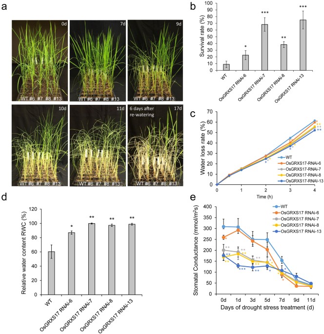 silencing of osgrxs17 in rice improves drought stress tolerance by a drought stress treatment of wild type and osgrxs17 silenced rice plants the four week old plants 0d were treated by withholding water for