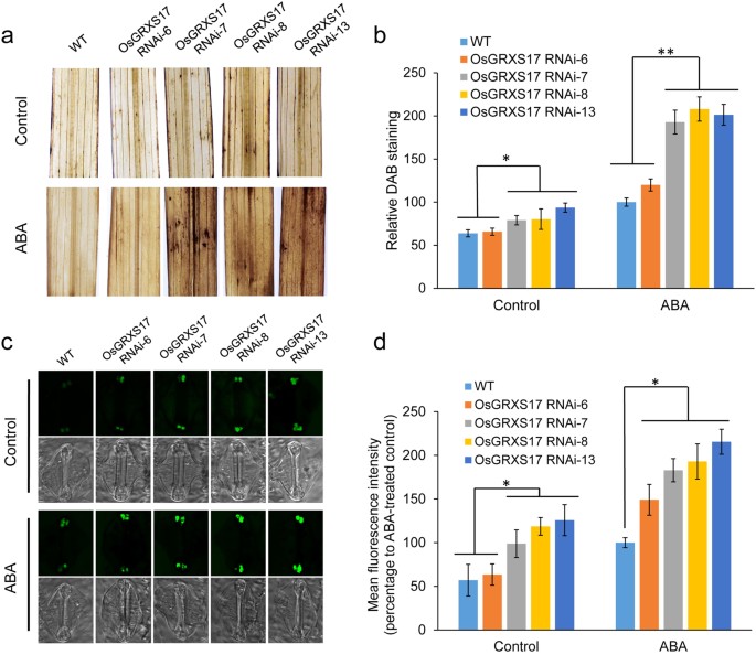 silencing of osgrxs17 in rice improves drought stress tolerance by figure 7