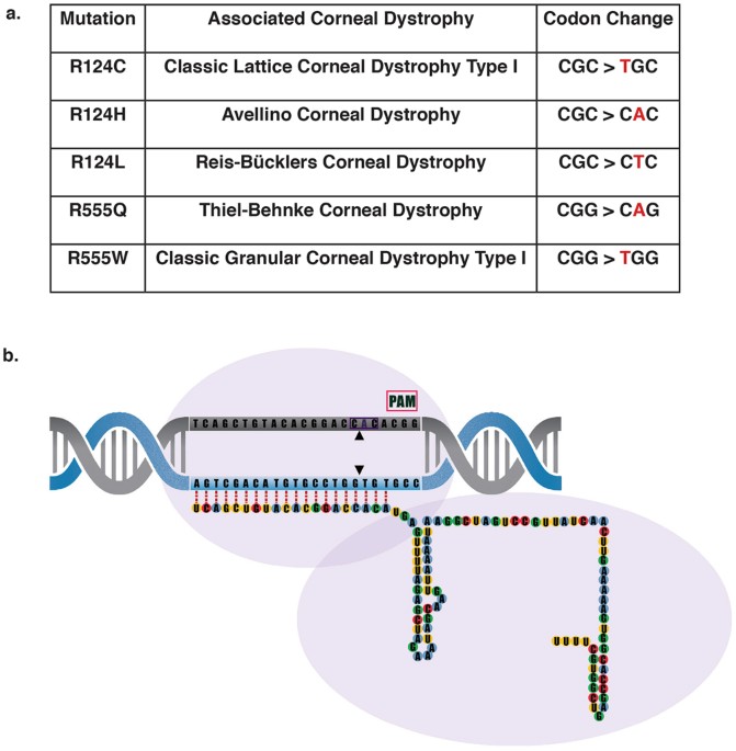 Researchers Show How Specific Gene >> Towards Personalised Allele Specific Crispr Gene Editing To Treat Researchers Show How Specific Gene >> Towards Personalised Allele Specific Crispr Gene Editing To Treat