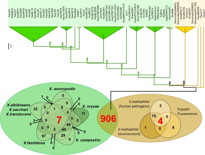 Identification And Analysis Of Seven Effector Protein Families With Different Adaptive And Evolutionary Histories In Plant Associated Members Of The Xanthomonadaceae Scientific Reports