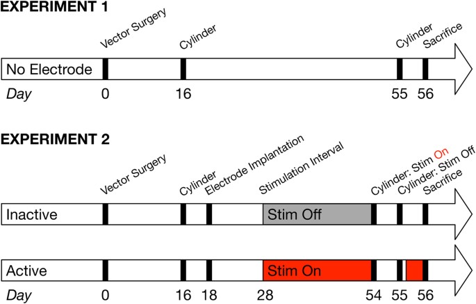 Subthalamic Nucleus Deep Brain Stimulation Does Not Modify The Functional Deficits Or Axonopathy Induced By Nigrostriatal A Synuclein Overexpression Scientific Reports