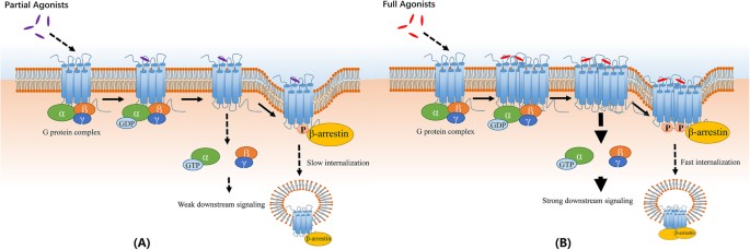 Single-molecule imaging reveals dimerization/oligomerization of CXCR4 ...