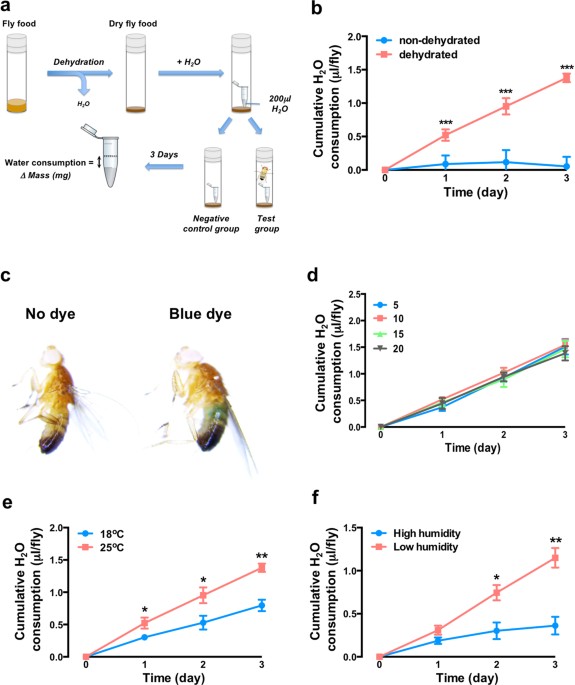 A simple high throughput assay to evaluate water consumption in the fruit fly
