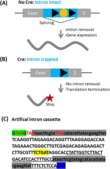 Figures to explain terminology. (A) Intact exon (IE) type and broken