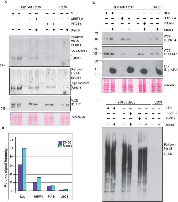 Dynamics of RIF1 SUMOylation is regulated by PIAS4 in the maintenance ...