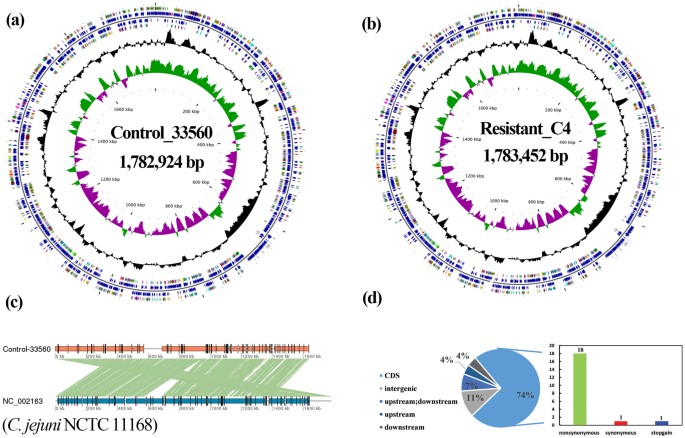 Integrated Genomic And Proteomic Analyses Of High Level Chloramphenicol Resistance In Campylobacter Jejuni Scientific Reports