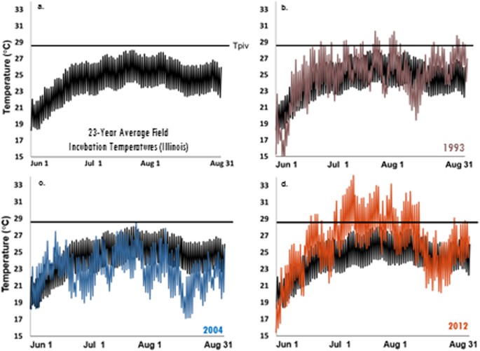 Short heatwaves during fluctuating incubation regimes produce females under  temperature-dependent sex determination with implications for sex ratios in  nature | Scientific Reports
