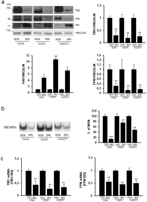 Dysregulation Of Iron Metabolism In Cholangiocarcinoma Stem Like Cells Scientific Reports