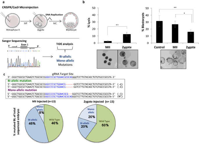 CRISPR/Cas9 microinjection in oocytes disables pancreas development in sheep | Scientific Reports CRISPR/Cas9 microinjection in oocytes disables pancreas development in sheep | Scientific Reports