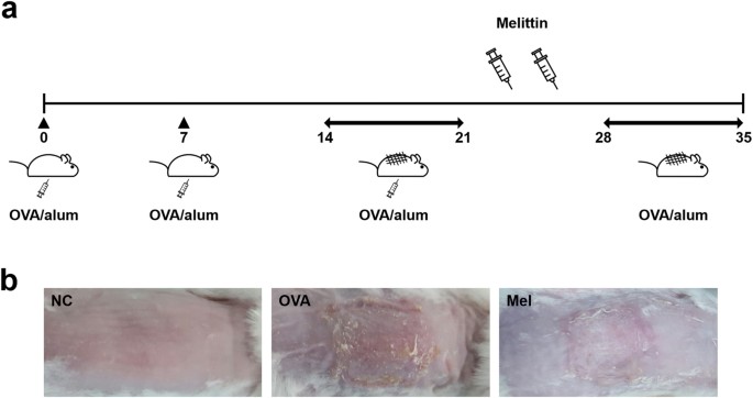 Beneficial effects of melittin on ovalbumin-induced atopic