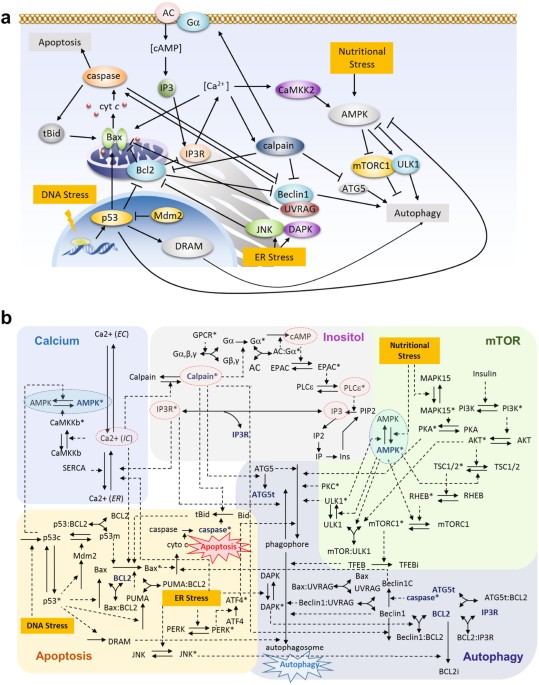 Quantitative Assessment Of Cell Fate Decision Between Autophagy And Apoptosis Scientific Reports