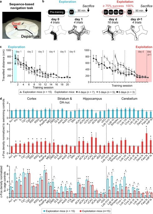 A Hippocampo Cerebellar Centred Network For The Learning And Execution Of Sequence Based Navigation Scientific Reports
