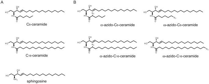 Antibacterial activity of ceramide and ceramide analogs against pathogenic  Neisseria | Scientific Reports