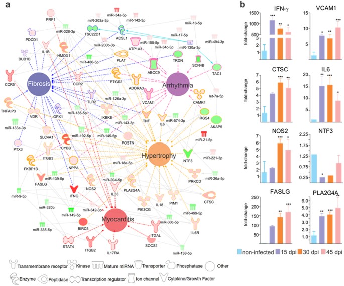 Frontiers  Comparative microRNA profiling of Trypanosoma cruzi infected  human cells