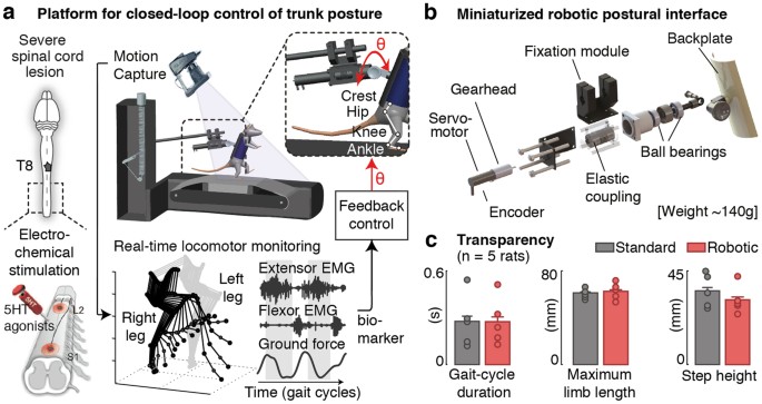 Closed-loop control of trunk posture improves locomotion through the  regulation of leg proprioceptive feedback after spinal cord injury