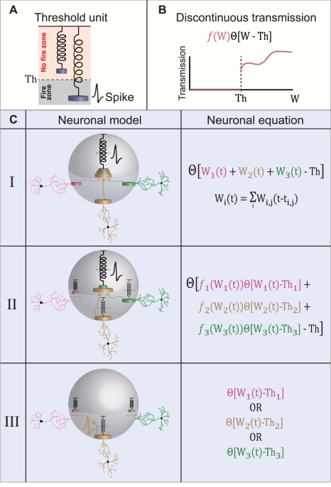 New Types of Experiments Reveal that a Neuron Functions as Multiple  Independent Threshold Units | Scientific Reports