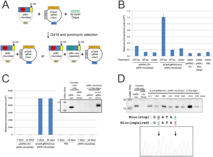 CRISPR/Cas9-mediated gene modification and gene knock out in the human ...