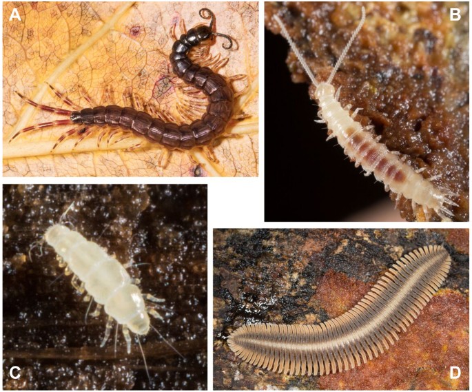 Phylogenomics illuminates the backbone of the Myriapoda Tree of Life and  reconciles morphological and molecular phylogenies | Scientific Reports