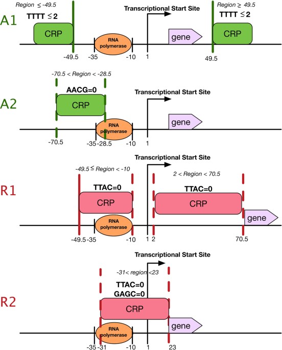 PredCRP: predicting and analysing the regulatory roles of CRP from its ...
