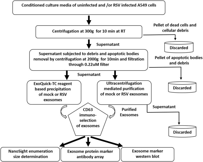 dna of composition Respiratory Composition Syncytial Virus Airway Changes of Exosome Infection Cargo Released from dna of composition Respiratory Composition Syncytial Virus Airway Changes of Exosome Infection Cargo Released from