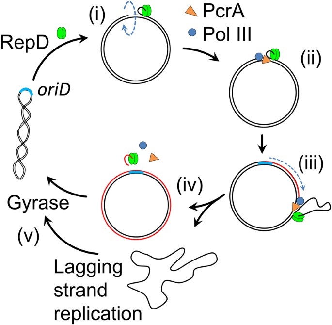 oriD structure controls RepD initiation during rolling-circle replication |  Scientific Reports