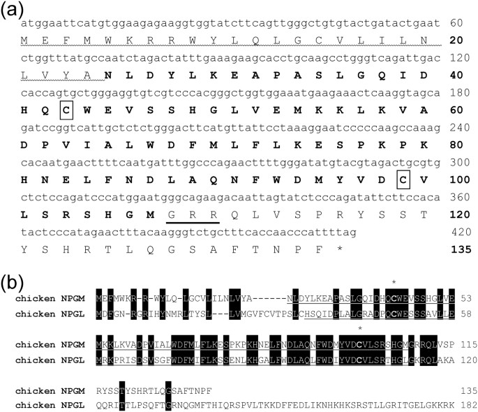 Localization And Function Of Neurosecretory Protein Gm A Novel