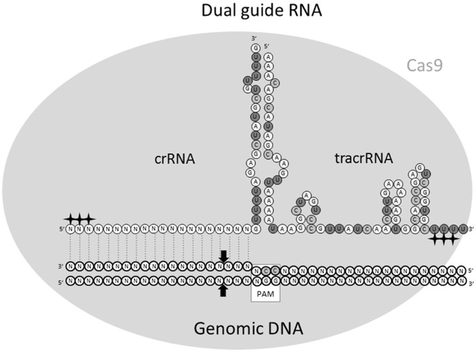 Electroporation of mice zygotes with dual guide RNA/Cas9 complexes for  simple and efficient cloning-free genome editing | Scientific Reports