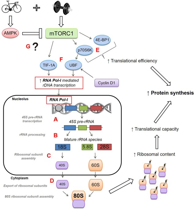 Enhanced skeletal muscle ribosome biogenesis, yet attenuated mTORC1 and ribosome biogenesis ...