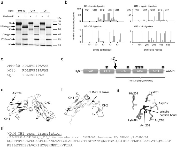 Mouse Antibody Of Igm Class Is Prone To Non Enzymatic Cleavage Between Ch1 And Ch2 Domains Scientific Reports Mouse Antibody Of Igm Class Is Prone To Non Enzymatic Cleavage Between Ch1 And Ch2 Domains Scientific Reports