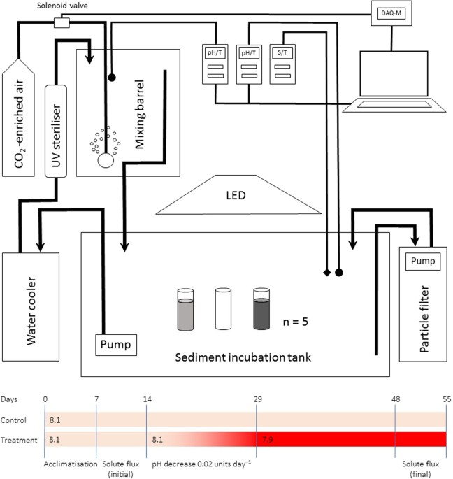 Effects Of Co2 Enrichment On Benthic Primary Production And Inorganic Nitrogen Fluxes In Two Coastal Sediments Scientific Reports