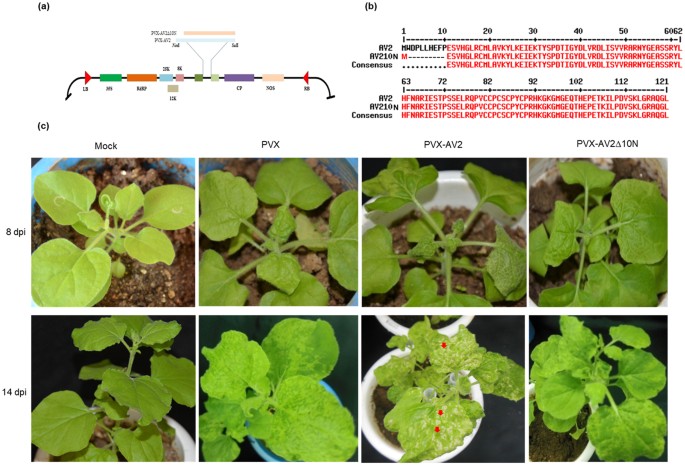 AV2 protein of tomato leaf curl Palampur virus promotes systemic necrosis  in Nicotiana benthamiana and interacts with host Catalase2 | Scientific  Reports