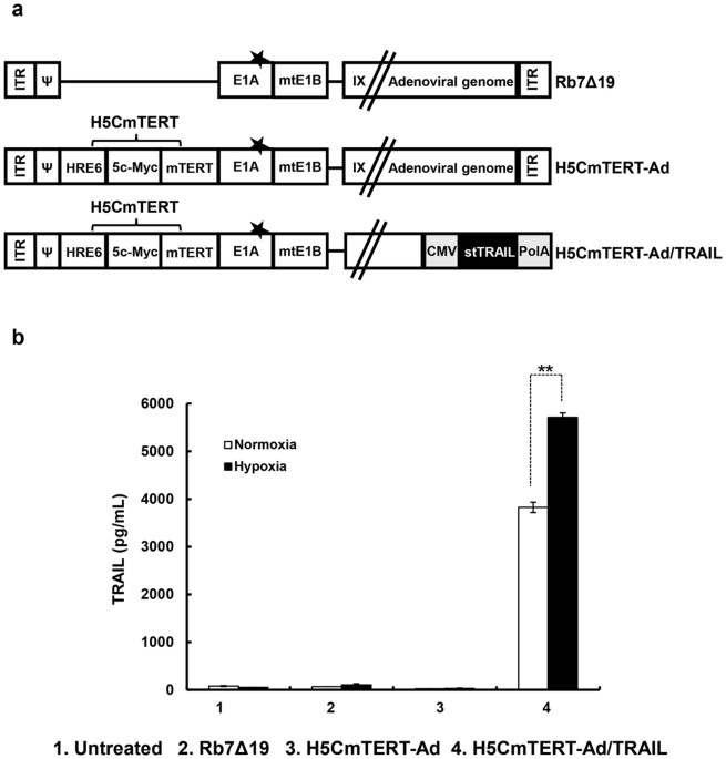 A Hypoxia And Telomerase Responsive Oncolytic Adenovirus Expressing Construction And Generation Of H5cmtert Promoter Regulated Oncolytic Adenoviruses A Schematic Representation The Genomic Structures