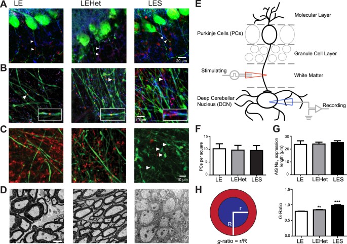 Purkinje cell dopaminergic inputs to astrocytes regulate  cerebellar-dependent behavior