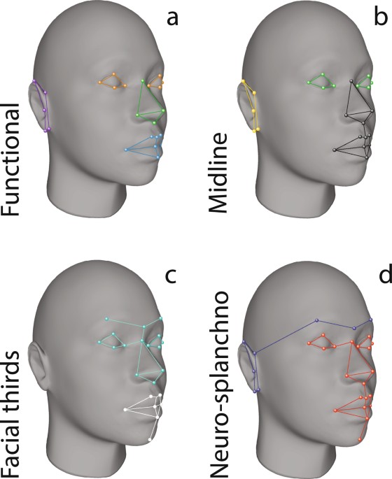 Luftfart Vedholdende Electrify Developmental pathways inferred from modularity, morphological integration  and fluctuating asymmetry patterns in the human face | Scientific Reports