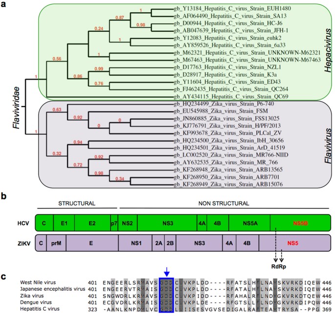 Blocking Zika Virus Vertical Transmission Scientific Reports Blocking Zika Virus Vertical Transmission Scientific Reports