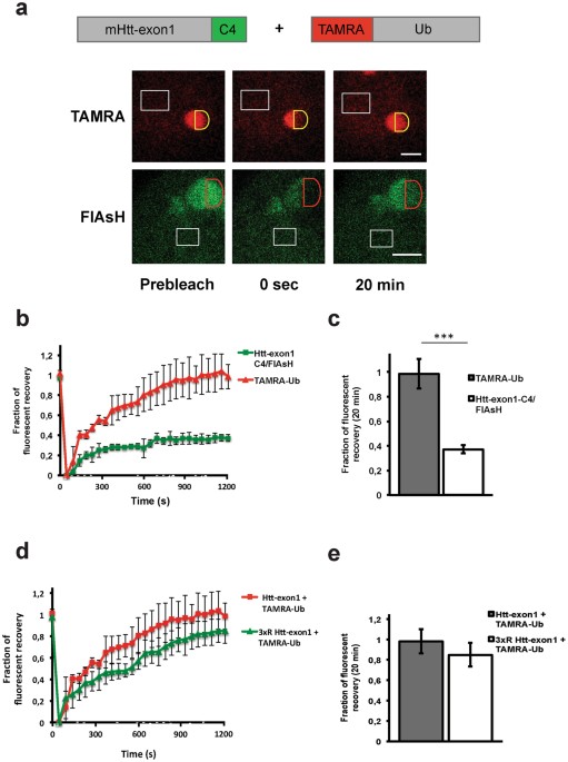 dynamic recruitment of ubiquitin