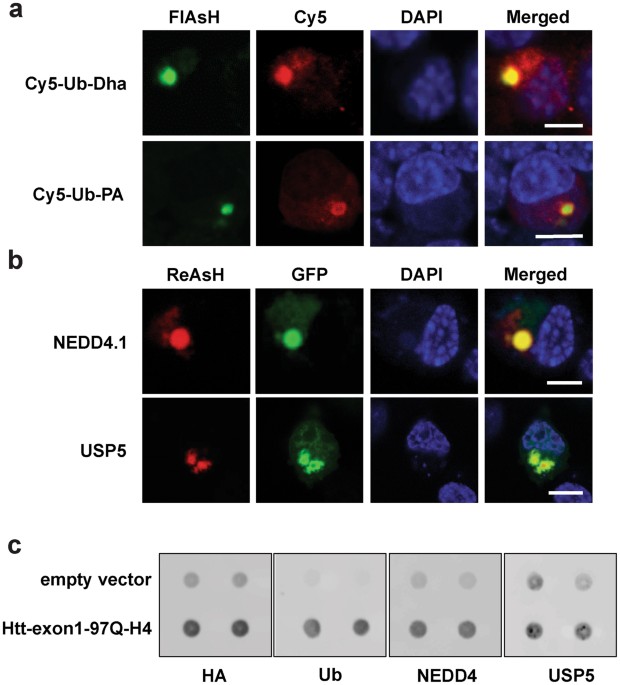 dynamic recruitment of ubiquitin