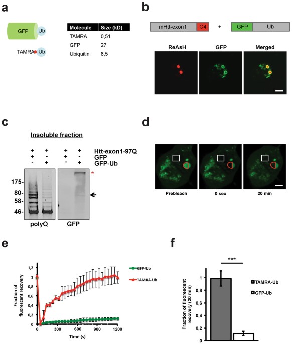 dynamic recruitment of ubiquitin