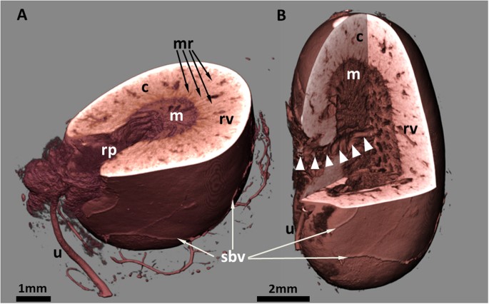 Virtual Reality Tools Applied to the Male Urinary System