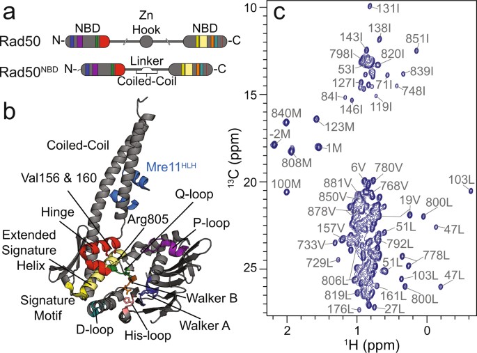 A dynamic allosteric pathway underlies Rad50 ABC ATPase function in DNA  repair | Scientific Reports