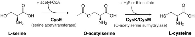 reconstruction of cysteine biosynthesis using engineered cysteine